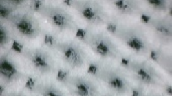 Cotton