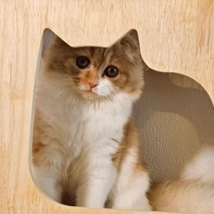猫の画像1