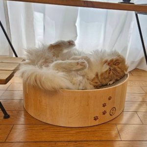 猫の画像6
