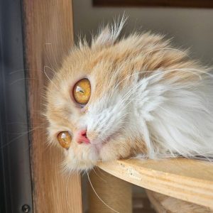 猫の画像5