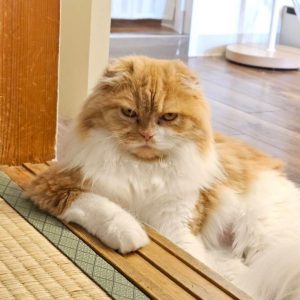 猫の画像4