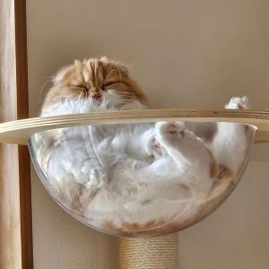 猫の画像3