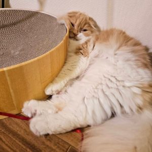 猫の画像2