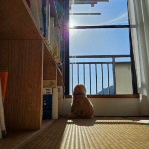猫の画像7