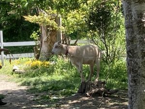 牧場のヤギ