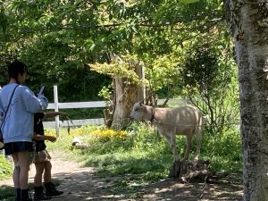女の子たちと牧場のヤギ