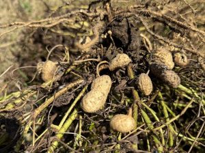 土から掘り起こしたピーナッツ