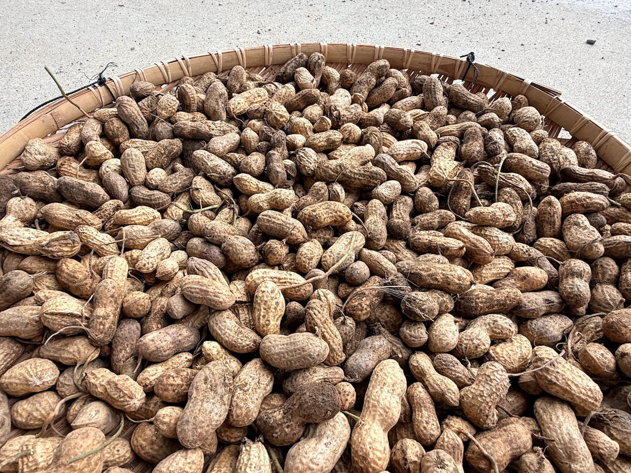 ピーナッツを日陰干ししているところ