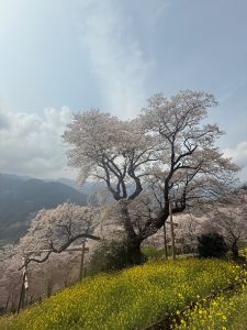 斜面に生えるひょうたん桜