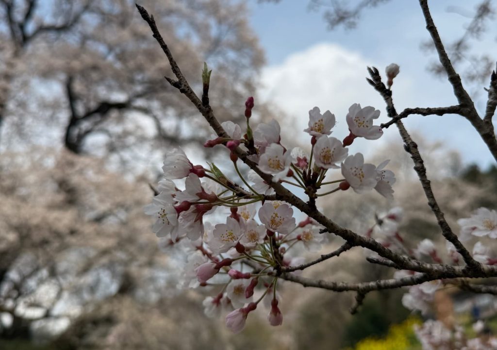 ひょうたん桜の花のクローズアップ