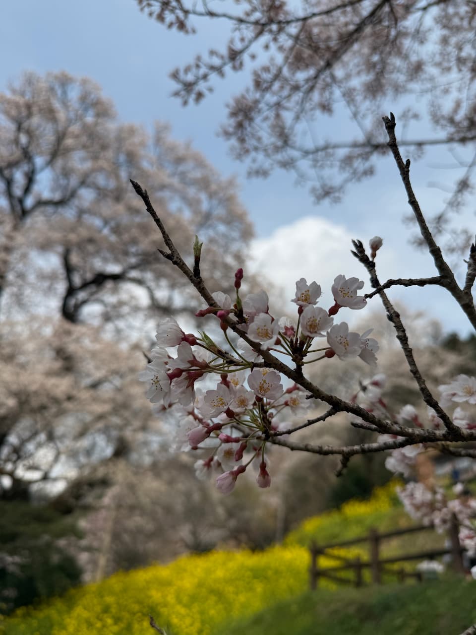 ひょうたん桜をクローズアップした写真