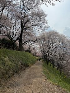 綺麗な並木道
