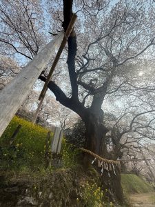 見上げるほどの樹高
